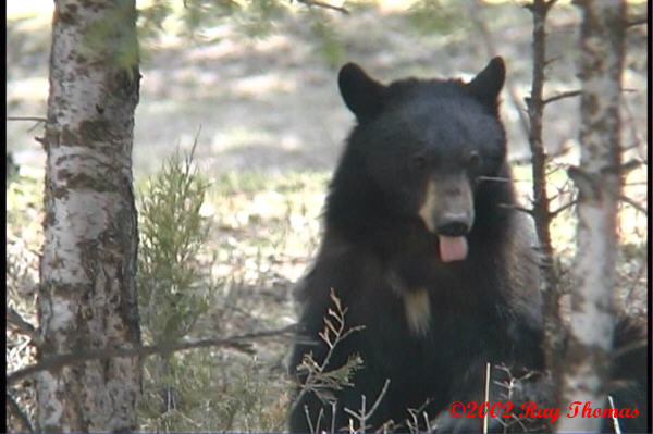 bear02.jpg